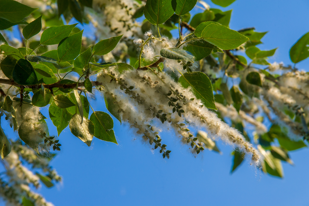 CLnK_pylovy-kalendar.jpg CLnK_pylovy-kalendar.jpg